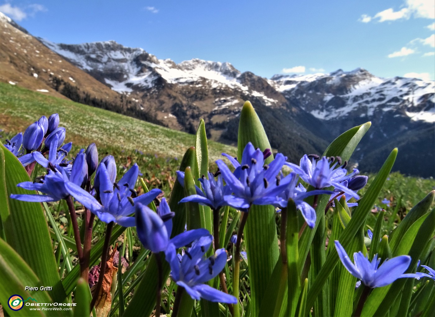 29 Fiori di Scilla silvestre (Scilla bifolia) .JPG